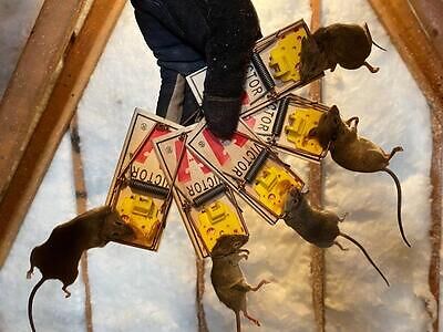 San Jose pest control